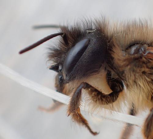 Réf. 202 990 : Osmia bicornis